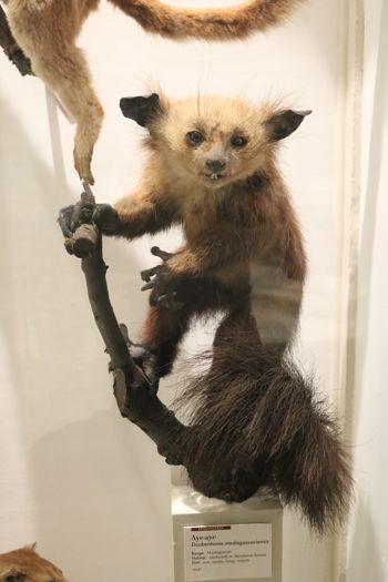 Media type: image; Mammalogy 14647 Description: Image of MCZ 14647;